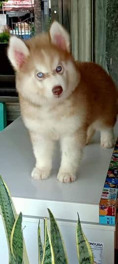 IMPORTED QUALITY SIBIREAN HUSKY PUPPY FOR SALE