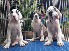 PURE HARLEY QUIN THE GREAT DANE PUPPY AVAILABLE
