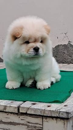 PURE LION HEAD CHOW CHOW PUPPY AVAILABLE FOR SALE