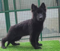 TOP CLASS BLACK GERMAN SHEHPERD PUPPY AVAILABLE FOR SALE