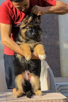 EXTREME QUALITY GERMAN SHEHPERD PUPPY FOR SALE