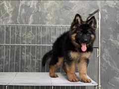 EXTREME QUALITY BLACK AND TAN PUPPY FOR SALE
