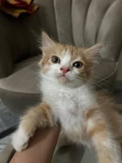 Male kitten
