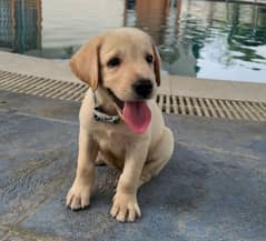 Pure breed yellow labrador puppy, Male, 8 weeks old.