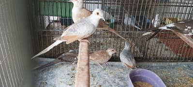 Red Pied dove and blue pied dove Babies