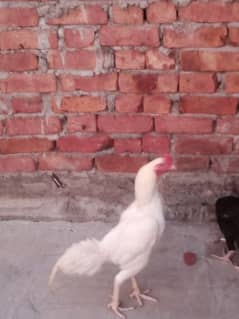 pure Aseel white murga and black hen