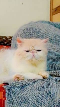 Persian Male Cat pikki face peki peke peky piky