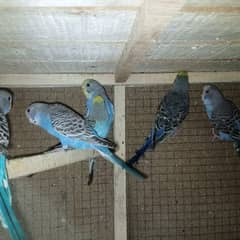 Budgies 7 pieces for urgent sale