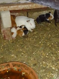 Guinea pigs playfull