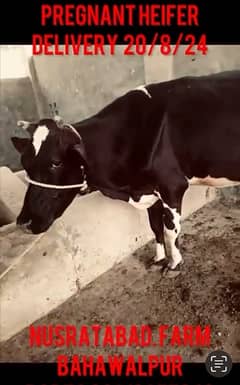 Pregnant Cow for Sale