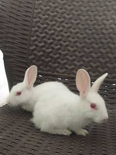 pair of red eyes rabbit for selling