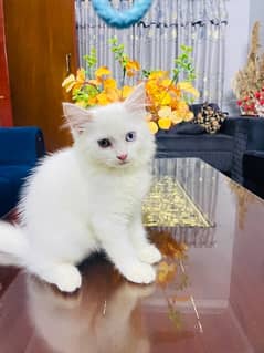 Pure Persian Kitten ODD EYES