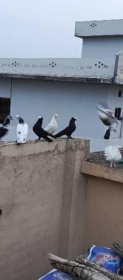 pigeon for sale urgent monasib Price