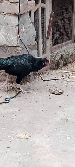 kurk hen for sale