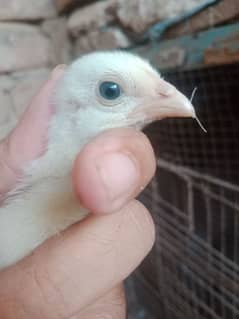 top quality heera chicks