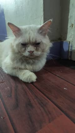 persian cat white colour