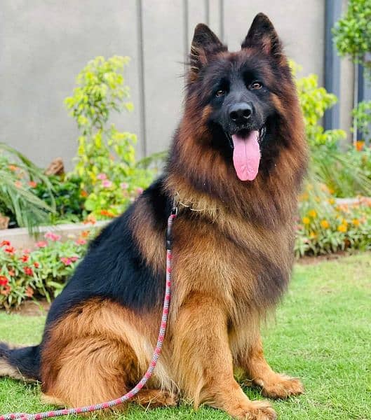 All imported Dog Breeds available. Specially for Quality seekers 10