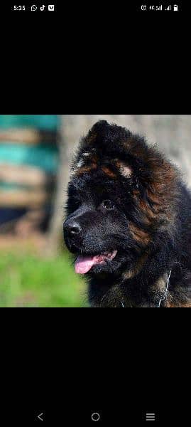 All imported Dog Breeds available. Specially for Quality seekers 12