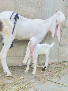 Gulabi Kapli Bakri with 1 Male kid