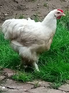 Black Heavy buff cochin | egg | Australop hens | murgiya