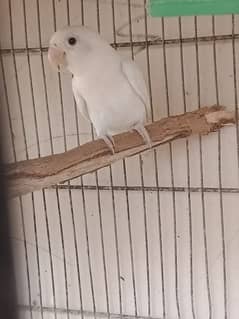 albino black aai split ino male age 8 month healdhi and active male