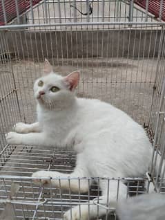 Persian Breeder female cate full healthy and active 03068884271