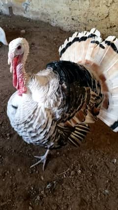 Male Pied Turkey