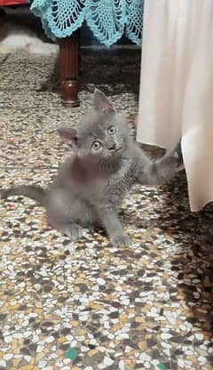 Persian cats. Active and energetic . Trained