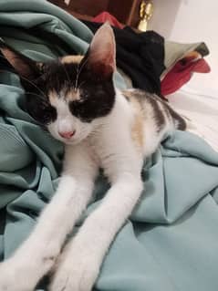 Calico kitten Available