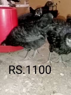 Australorp pair male female for sale