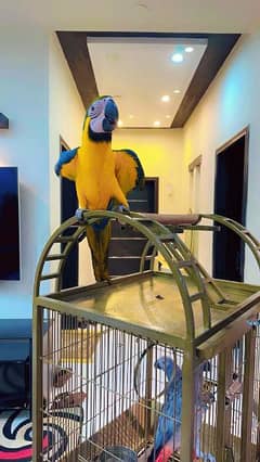 Blue and gold Macaw