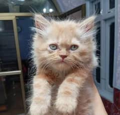 golden persian triple coat kitten