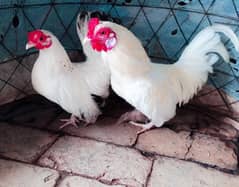 Japanese hen  pair