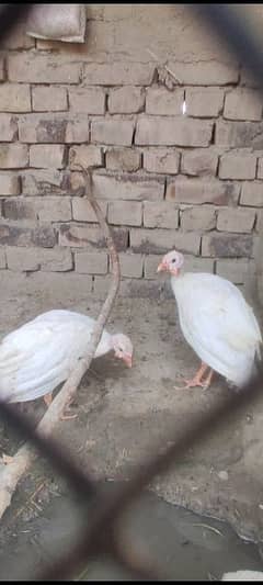 white chakor and simple chakoor available for sale