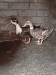 Ducks Pair Laying Eggs