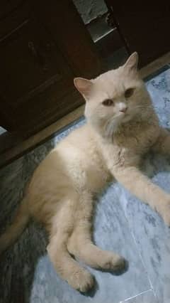 male persion cat for sale healthy and active 15000 full and final