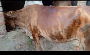 Cow Aseel