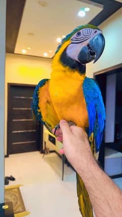 Blue and Gold macaw