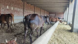 Gabban cow for sale