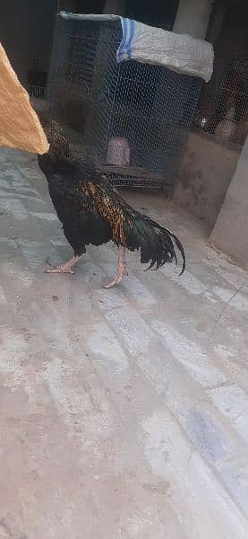 pure aseel high quality murga, murgi chicks available 0