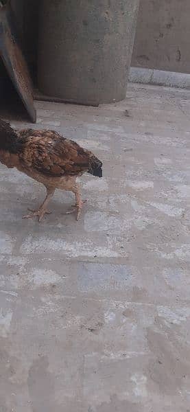 pure aseel high quality murga, murgi chicks available 2