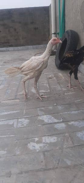 pure aseel high quality murga, murgi chicks available 5