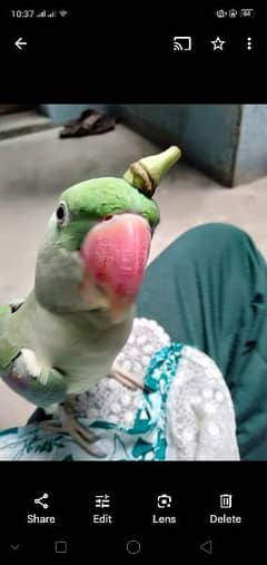 Raw Parrot For Sale