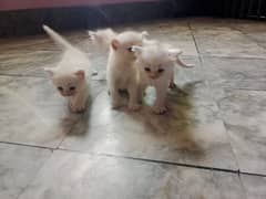 Persian kittens Available