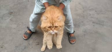 lovely Persian cat for sale