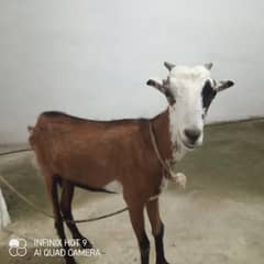 Goat for sale