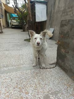 russian 1 male white dog for sale