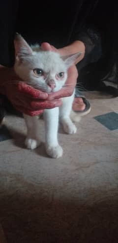 Lovely persian cat 3 months old with snowing white color fully TRAINED