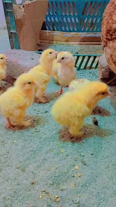 Golden Buff/ Aseel Chicks