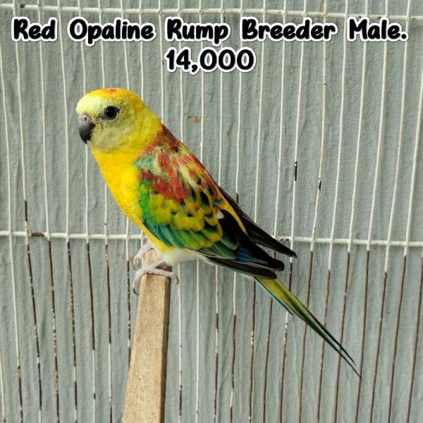 Hand tame love bird/Red Opaline Rump / Cockatiel pair. 4